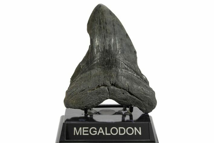 Bargain, Fossil Megalodon Tooth - South Carolina #374088